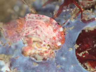 0414iroumiusika fukunaga.jpg