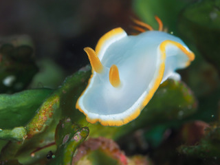 0417fuchibeniiro mori.jpg