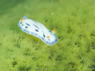 0417ryuumoniro mori.jpg