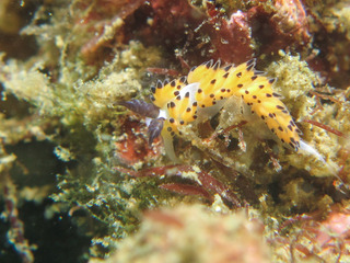 0420 sturugachigomino oda.jpg