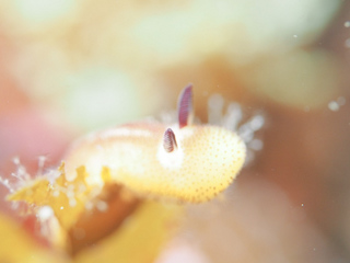 0420goma aki.jpg