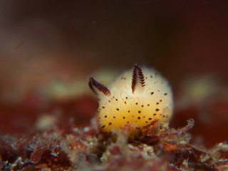 0422gomafubiroodo1 aki.jpg
