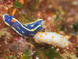 042417kiibokinuhada araki.jpg