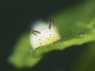 0425goma aki.jpg