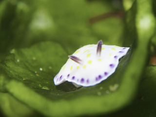 0425komon araki.jpg