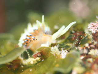 0427hibusamino mori3.jpg