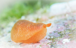 0428daidaiumiusi taka.jpg