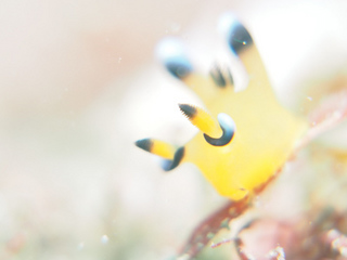 0429pikatyuu aki.jpg