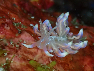 0501baratogemino nakamura2.jpg
