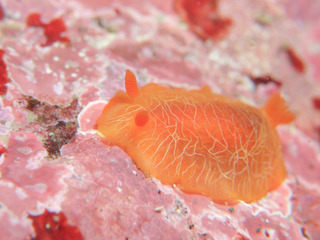 0501daidai nakamura.jpg