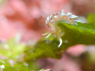 0501hibusaminoi komuro.jpg
