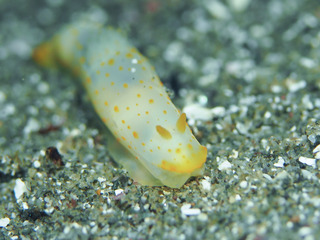 0501kinuhadamodoki mariannu.jpg
