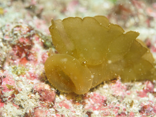 0501meribe nakamura.jpg