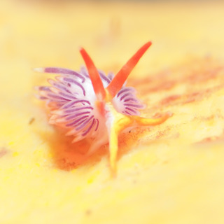 0501murasakimino taka2.jpg