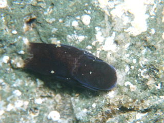 0501yamiyokisewata nakamura.jpg