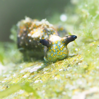 0502erisia japonika taka.jpg