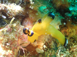0504pikatyuu bond.jpg