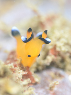 0505pikatyu kodukue.jpg