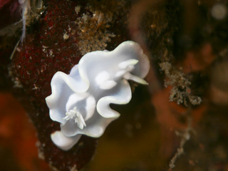 0505sirotaeiro.yg suzuki.jpg