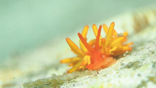 0509iboyagimino taka2.jpg