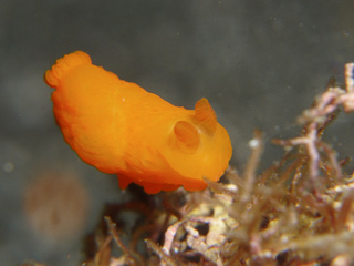 0509kinuhada nakamura.jpg
