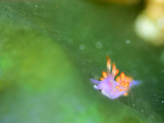 0510ruujyumino2 iida.jpg