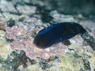 0513yamiyokisewata yano.jpg