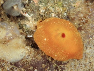 0514hinomarukisewata teratani.jpg