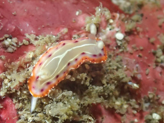 0514setoiro okazaki.jpg