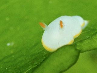 0514sirayuki teratani.jpg
