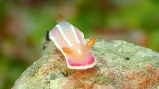 0514sirotasuki maririn.jpg