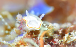 0515mituirame gouta.jpg
