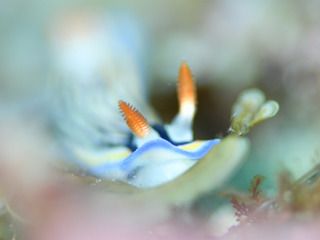 0515ryuumon sikisima.JPG