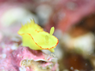 0515yamabuki sikisima.JPG