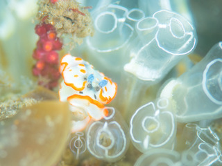 0516hanaotome iida.jpg