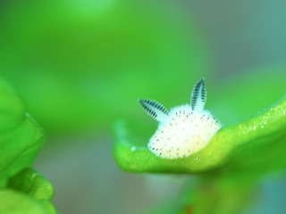 0517gomafubiroudoi mori.jpg