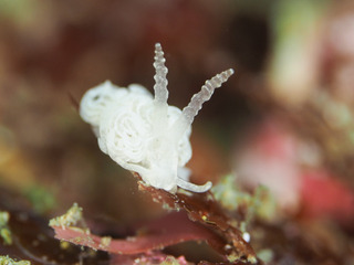 0517stunowamino mori.jpg