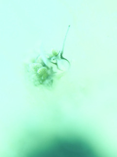 0519ooarimo aki.jpg