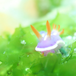0520fujiiro taka1.jpg