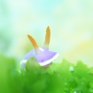 0520fujiiro taka2.jpg