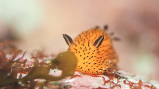 0520gomafu taka.jpg