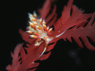 0520neakamino aki.jpg