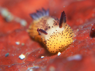 0521goma aki.jpg
