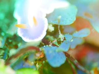 0522fujiiro shiho.jpg