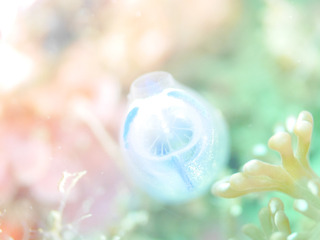 0522hoya2 shiho.jpg