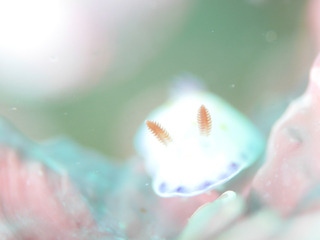 0522komon shiho.jpg