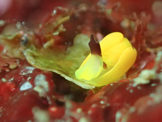 0523kiiroumiko kiyama1.jpg