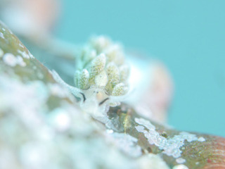 0523ooarimoi shihoshiho.jpg