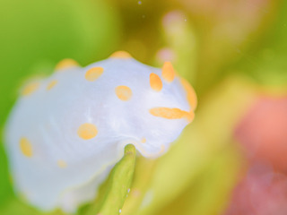 0527kiibokinuhada1 yano.jpg