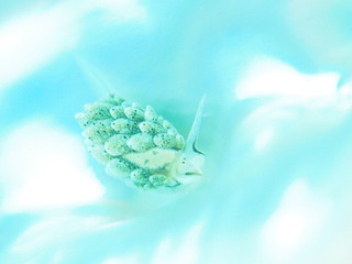 0527ooarimo aki2.jpg